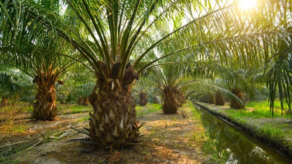 Stephenson stands by RSPO-certified palm oil