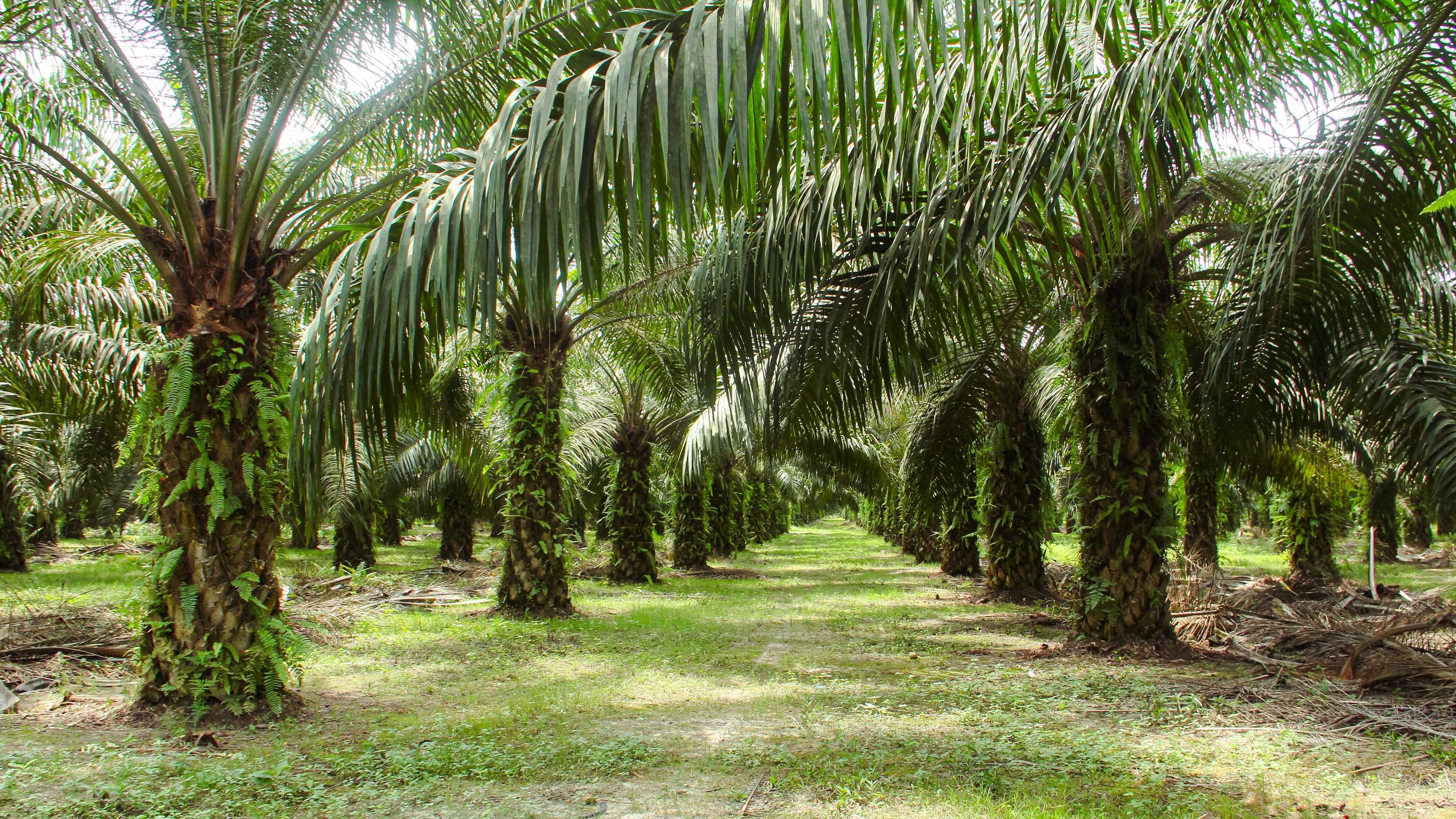 RSPO – what does it mean, and why does it matter